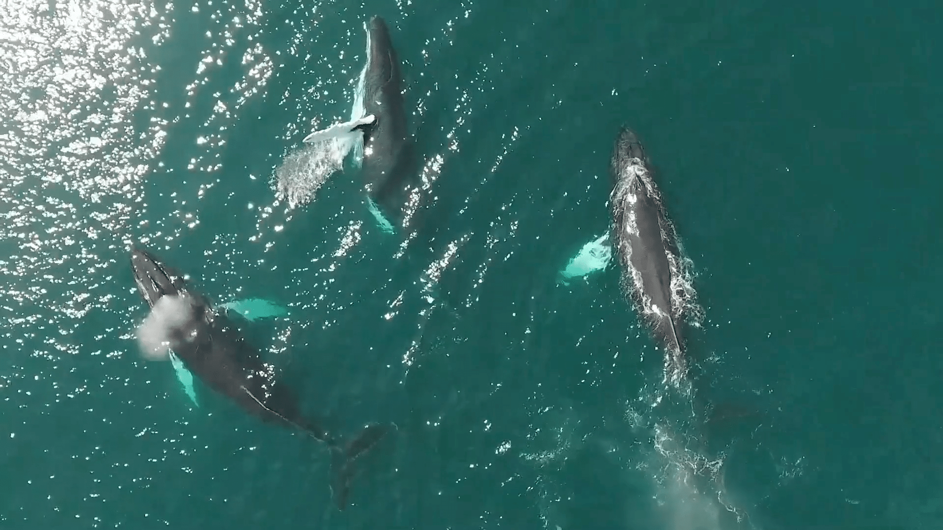 The state of ropeless fishing gear, in the wake of a pair of right whale deaths
